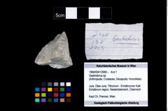Foto (Objekt + Etikett) von Gastrodorus sp.  (NHMW-GEO-1990-0041-2960)